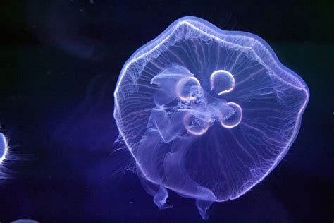 Meet Discovery Place's Resident Moon Jellies - Discovery Place Science ...