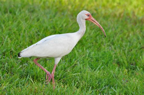 White Ibis ~ photographed in Ruskin, FL ~ July 2013