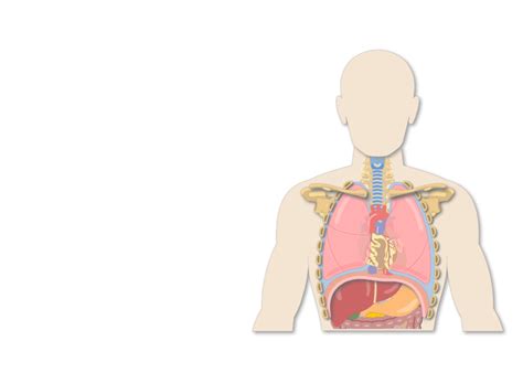 Apex Anatomy - Anatomy Reading Source