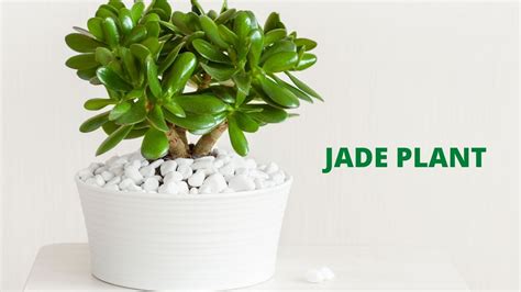 17 Feng Shui Jade Plant Secrets For Abundance And Success