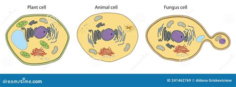 Plant, Animal, Fungus Cell Structure Royalty-Free Stock Photography ...