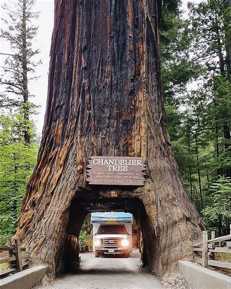 RV Camping in Redwood National Park - Cruise America