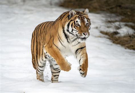 Siberian Tigers Pictures