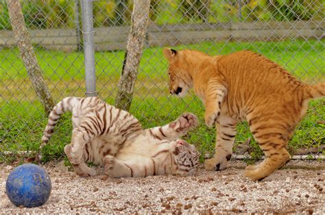 Nikon Miami: Liger vs White Tiger, Battle of the Babies