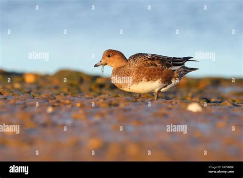 Wigeon female duck hi-res stock photography and images - Alamy