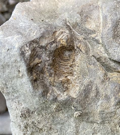 help with Devonian fossils - Fossil ID - The Fossil Forum