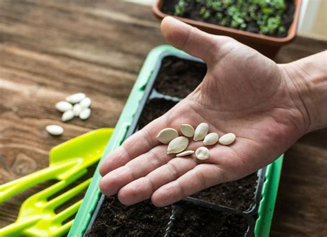 How to Grow Edible Plants Indoors - Vegetables "On Demand" - Bob Vila