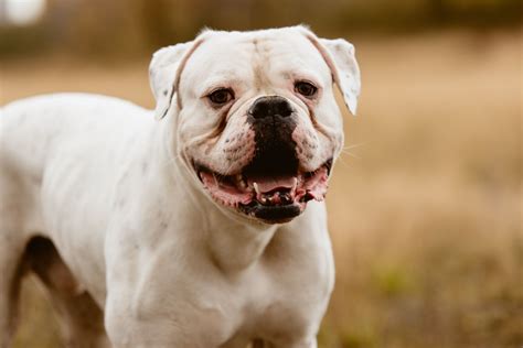 American Bulldog: Dog Breed Characteristics & Care