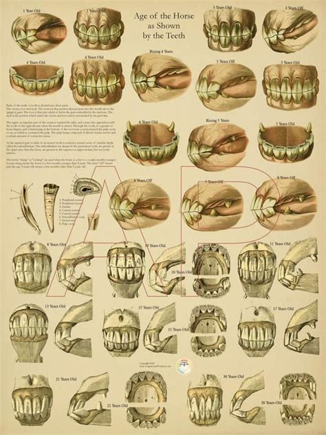 Equine Anatomy Age of Horse by Teeth Poster - 18" X 24"Printed on heavy ...