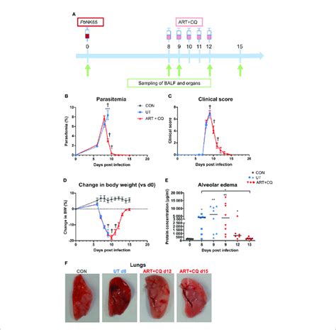 | A mouse model to study the resolution of malaria-associated acute ...