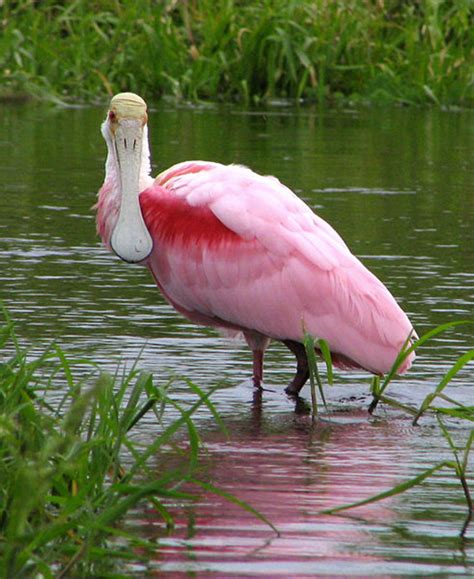 Birds of the Florida Everglades - Owlcation