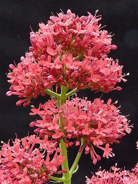 50 RED JUPITER'S BEARD Valerian Keys of Heaven Centranthus | Etsy Red ...