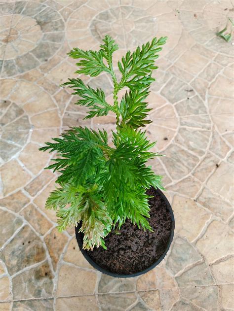 Buy Selaginella bryopteris, hanuman sanjeevi, ramayana sanjeevani ...