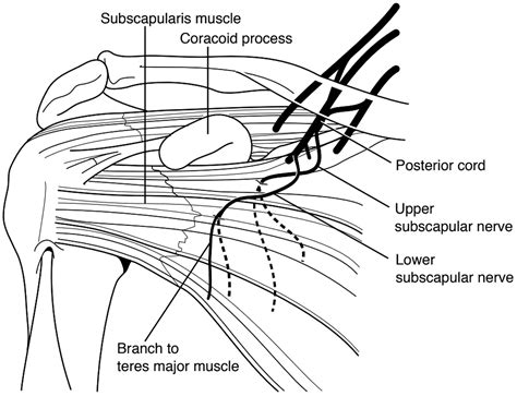 Anatomy of the Subscapularis: A Review - Patrick Kellam, Timothy Kahn ...