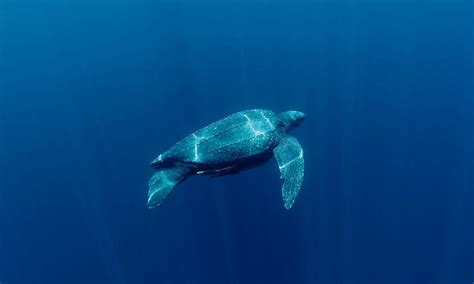 Leatherback Sea Turtle