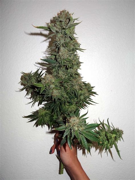 What is the Optimal Height for Cannabis Plants? | Grow Weed Easy