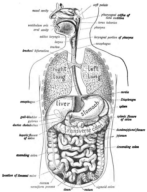 Digestive System Diagram - exatin.info