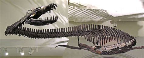 Plesiosauria - Wikipedia, the free encyclopedia | Fossil, Fossils ...