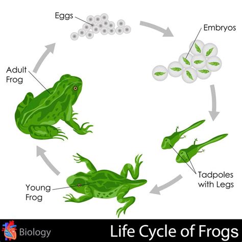 Life Cycle of Frogs | Science, Science for kids and Life cycles