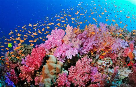 Top 5 Reasons to Make Fiji your Next Scuba Diving Vacation Destination ...