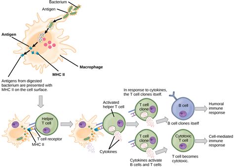 12.3 Adaptive Immunity – Concepts of Biology-1st Canadian Edition