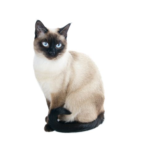 The Ideal Pet: The Siamese Cat – CatsInfo