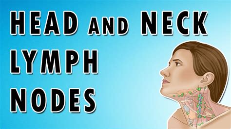 Lymph Nodes In The Neck - Occipital, Auricular, Cervical, Submandibular ...