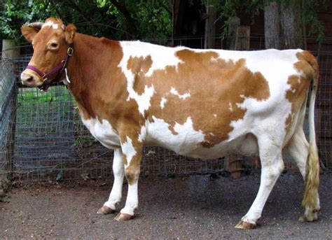 Guernsey Cattle Info, Size, Lifespan, Uses, and Pictures