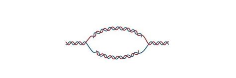 Cistron: Definition, Function, and Example I Research Tweet