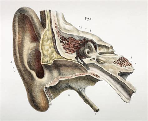 Ear Anatomy, 1844 Artwork Photograph by - Fine Art America