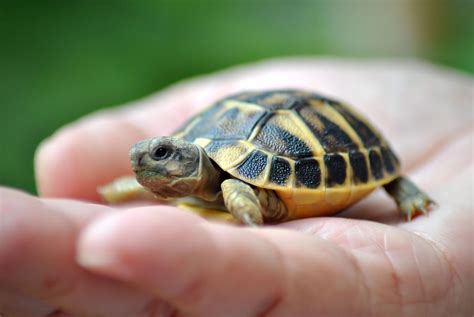 Names for Pet Turtles and Tortoises