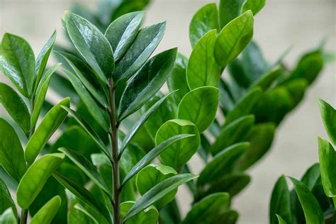 How to Grow and Care for ZZ Plants (Zamioculcas zamiifolia)