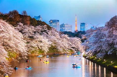 Cherry Blossom Cruise Japan 2024 - Merla Stephie