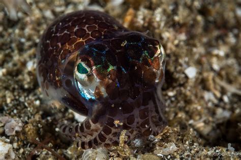 Sea Wonder: Bobtail Squid | National Marine Sanctuary Foundation