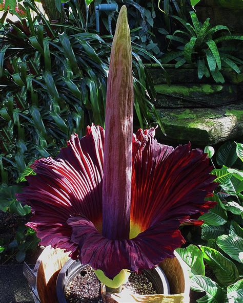 Corpse Flower Photograph by Steve Bell