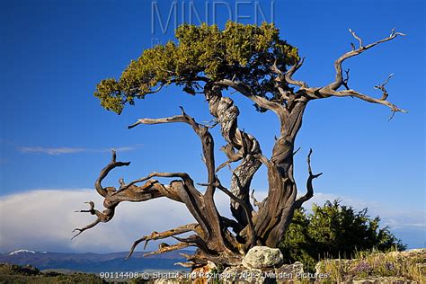 Minden Pictures stock photos - Twisted Pine tree (Pinus) in 'krummholz ...