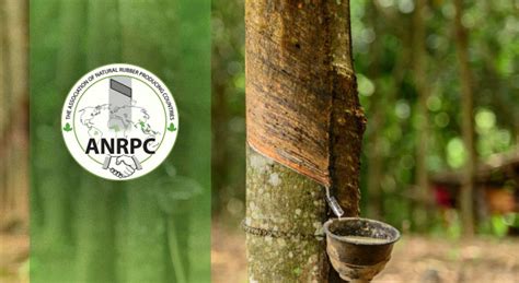 World natural rubber production falls in first quarter of 2019 | Rubber ...