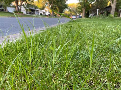 The Quackgrass Guides & How to Kill It