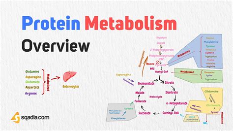 Protein Metabolism Overview