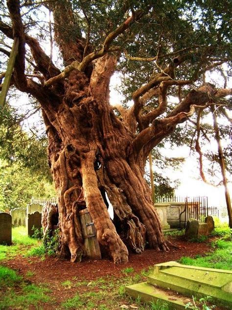 A Light In The Darkness: Yew Tree Symbolism