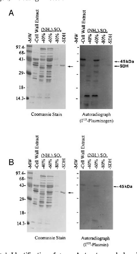 ENOLASE | Semantic Scholar