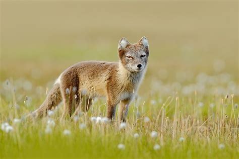 Animals That Live in the Tundra - WorldAtlas