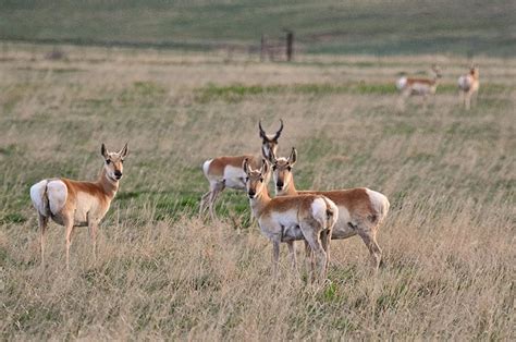 Pronghorn Antelope Habitat & Management Information - LandPKS