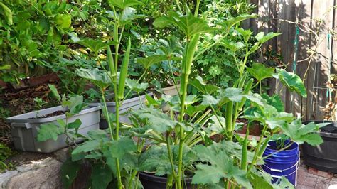 How to grow Okra in Containers – Growing Nombo Giant Okra variety ...