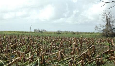 damaged-banana-crop-cyclone-larry-2006.jpg