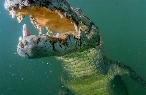 Photograph by Randy Olson A curious croc inspects a remote camera near ...