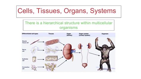 Cells, Tissues, Organs, Systems - This is a v... - ClickView