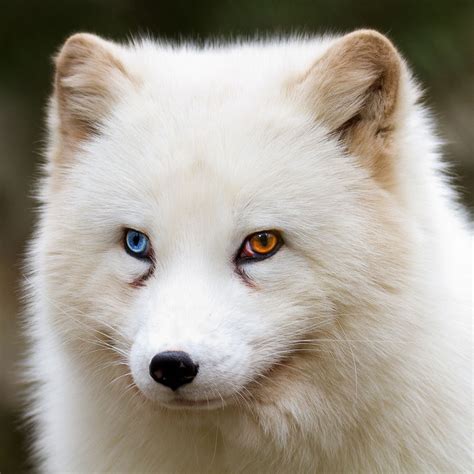 Dieser Polarfuchs mit den beiden verschiedenfarbigen Augen geriet mir ...