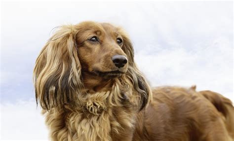 Cocker Spaniel Dachshund Mix Puppy