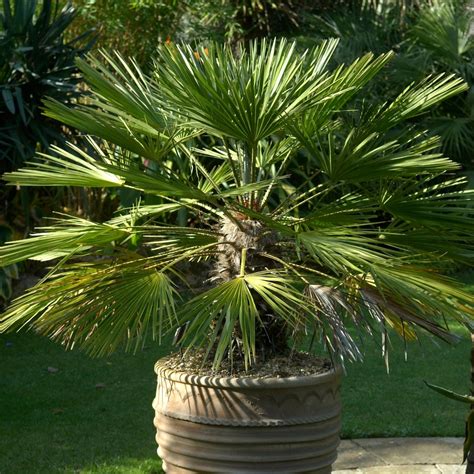 Chamaerops Humilis - European Fan Palm Plant | Free UK Delivery Over £50